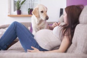 怀孕可以养宠物狗吗？需要注意事项