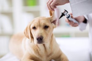 宠物狗耳朵痒怎么办用什么药(4种方法来缓解狗狗的耳朵瘙痒)