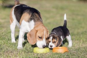 宠物狗怀孕是什么症状（通过4种方法、3个阶段，轻松判断）