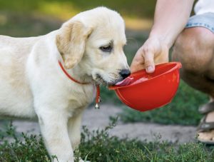 宠物狗喝什么水最健康（这5种水，能给狗狗多喝，对它身体有好处）