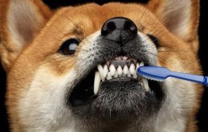 宠物狗需要刷牙吗（为了预防口腔问题，我们该定期清洁狗狗牙齿）
