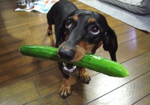 宠物狗可以吃黄瓜吗（这几种蔬菜，狗狗都是“可以”吃的，主人要知道）