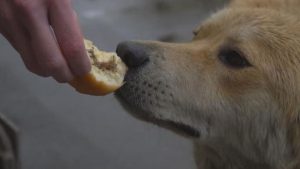 宠物狗可以吃面包吗（什么样的面包种类适合它们？）
