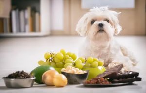 宠物狗能吃葡萄吗为什么（不能给狗狗吃这些食物）