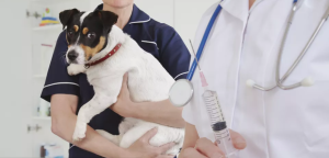宠物狗一年打几次疫苗最好(核心疫苗必须打，预防高致死率疾病)