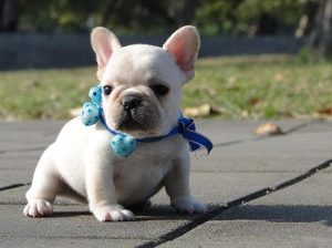 宠物狗的品种有哪几种（家庭适合养的小型犬）