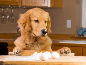 宠物狗可以吃蛋白吗？（狗狗每天吃一个鸡蛋，对身体好不好？）