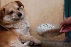 狗狗吃什么长得快又胖（这7种食物，能让它长胖）
