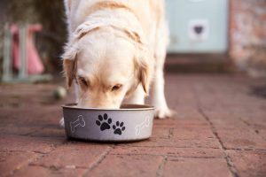 宠物狗可不可以喂米饭？（天天吃米饭好吗？炒饭狗狗可以吃吗？）