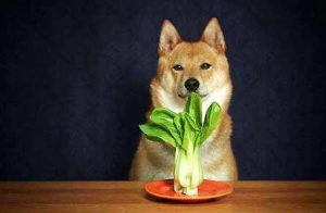 宠物狗能吃土豆吗？（狗狗不能吃的六种蔬菜，严重可以导致死亡）