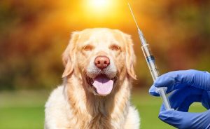 宠物狗是不是一定要打疫苗（养狗的人注意了，这几点必须知道）