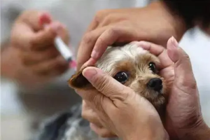 养狗打什么疫苗一共多少针？（狗三联有必要打吗？）