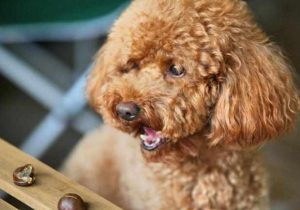 贵宾犬要怎么养？贵宾犬要注意什么？（饲养贵宾犬的6大注意事项）