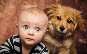 养狗对婴儿有影响吗（宠物医生告诉你：做到这两点放心养）