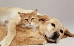 养一只狗能再养一只猫吗？（何让猫咪和狗狗和谐共处呢？）