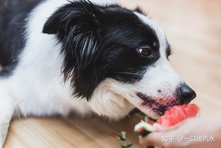 成年狗粮泰迪吃多少克_泰迪成年犬狗粮_成年泰迪吃多少狗粮