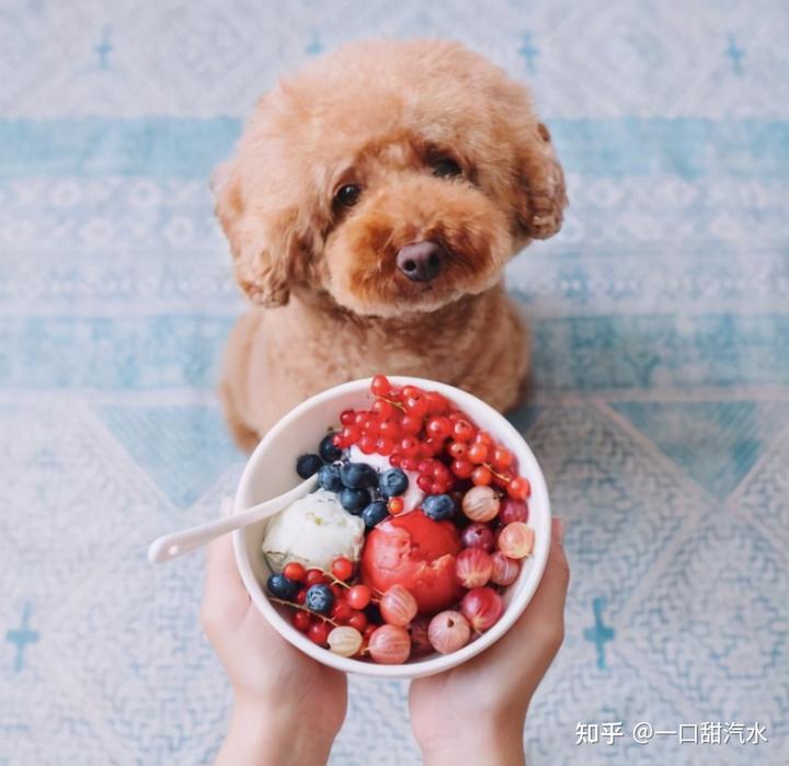 泰迪狗狗吃狗粮_泰迪一直吃狗粮吗_泰迪吃狗粮营养够吗