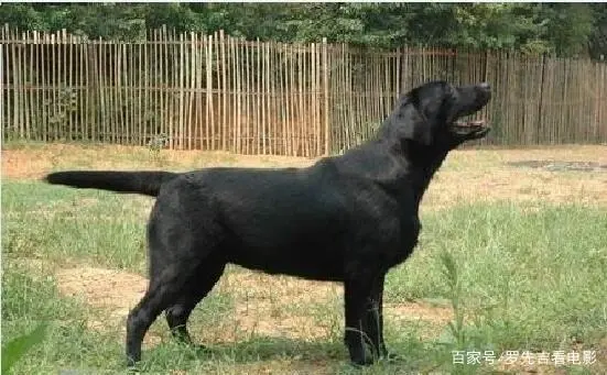 黑色拉布拉多犬价格_黑色拉布拉多狗多少钱_黑色拉布拉多价钱