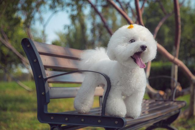 迷你犬贵宾价格及图片_迷你贵宾犬价格_迷你犬贵宾价格多少