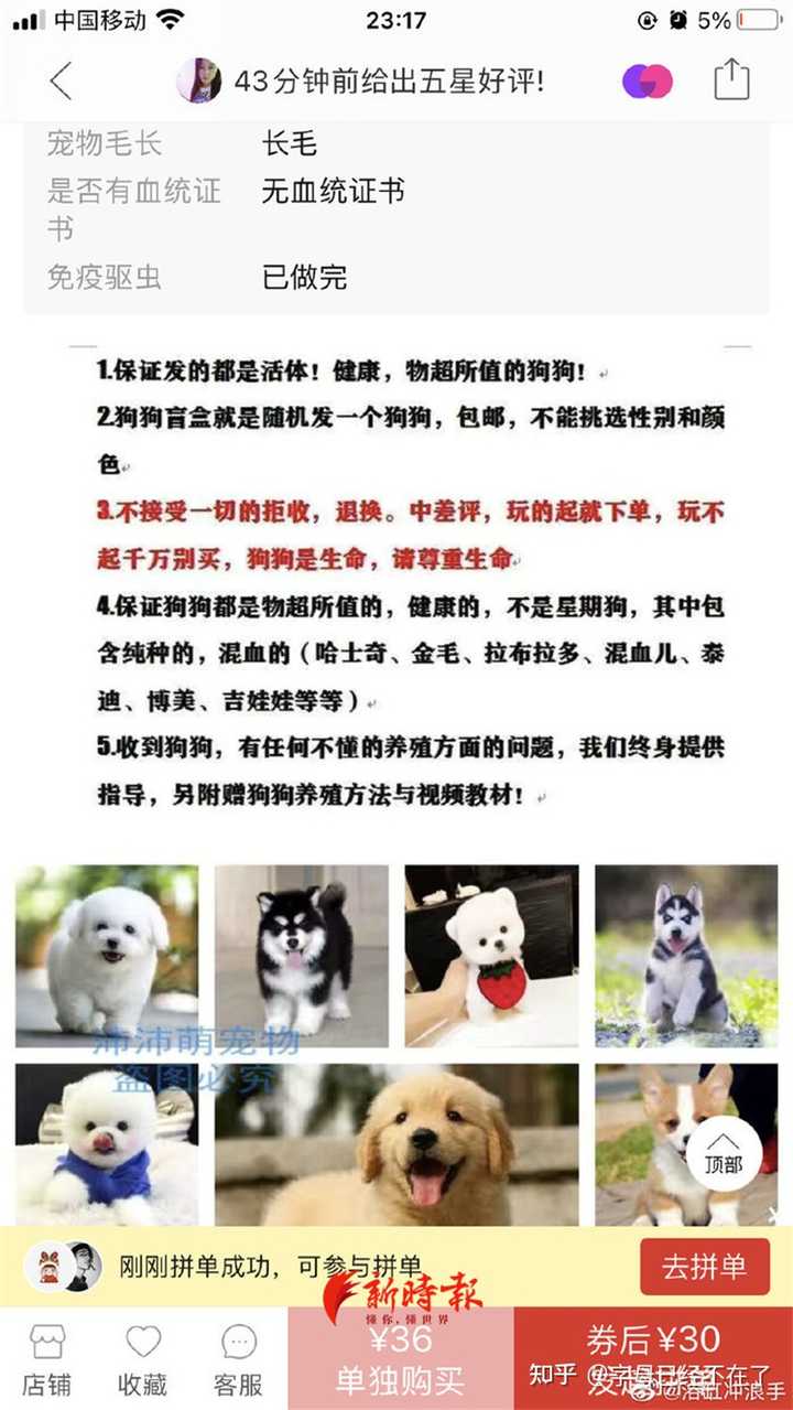 茶杯犬哪里有卖_狗市茶杯犬_茶杯狗哪里有卖