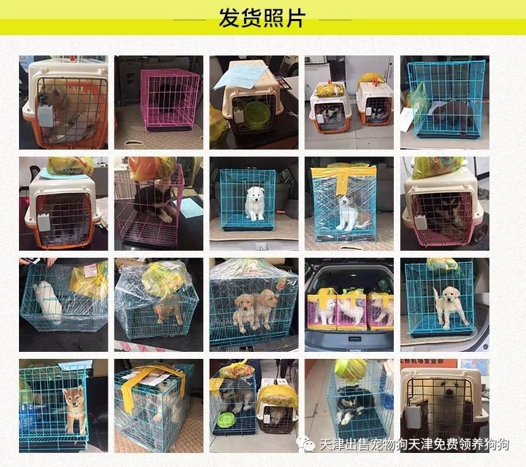 犬纯种金毛价格多少_纯种金毛犬价格_纯种金毛犬多少钱