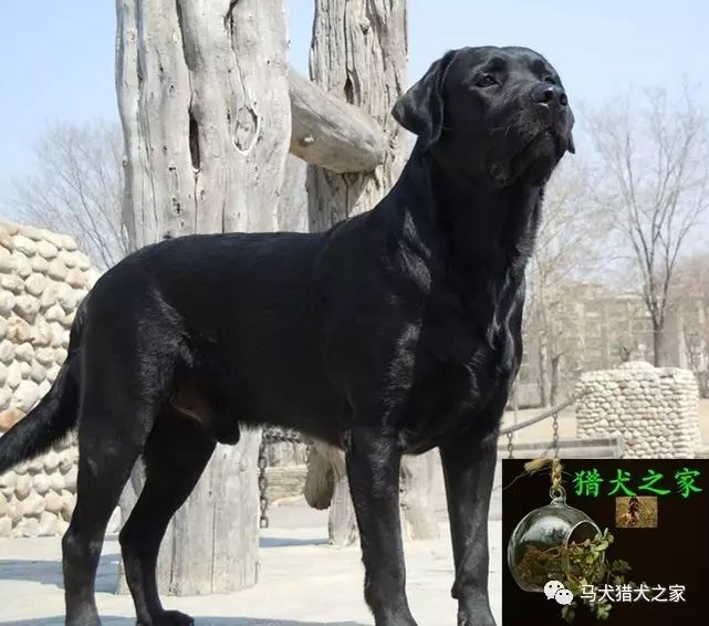 拉布拉多犬图片_狗图片拉布拉多_拉布拉多图片大全可爱图片