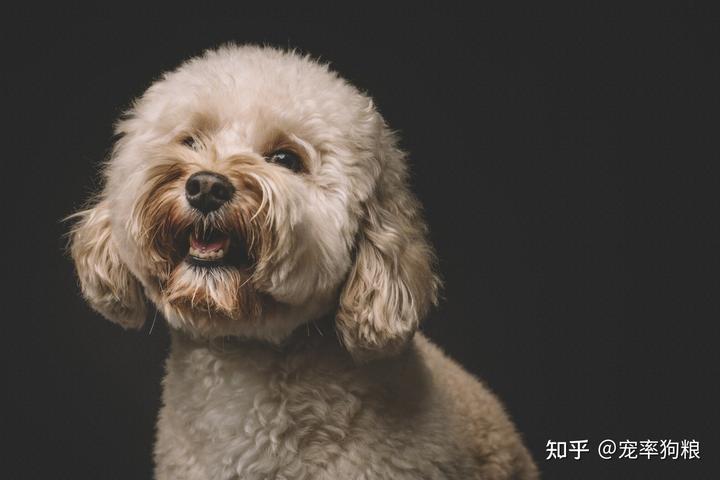 迷你犬贵宾价格多少_迷你贵宾犬价格_迷你犬贵宾价格及图片