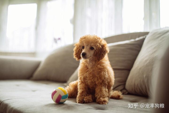 迷你犬贵宾价格多少_迷你犬贵宾价格及图片_迷你贵宾犬价格