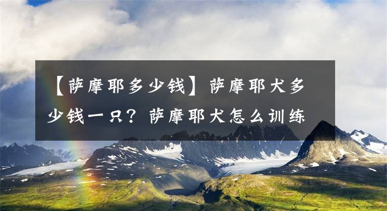 【萨摩耶多少钱】萨摩耶犬多少钱一只？萨摩耶犬怎么训练？文章配图