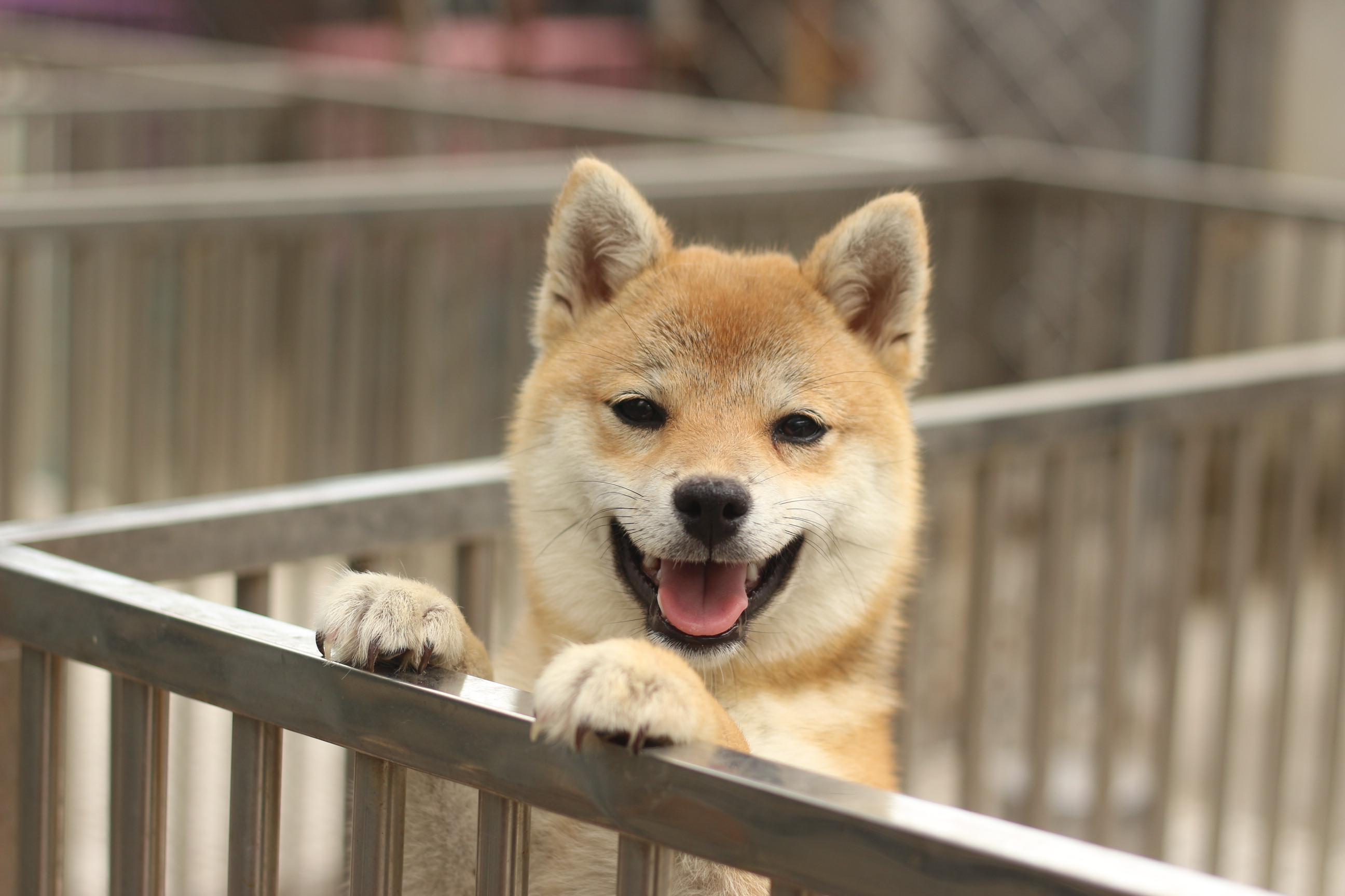 柴犬币图片_纯种柴犬多少钱_柴犬币暴富