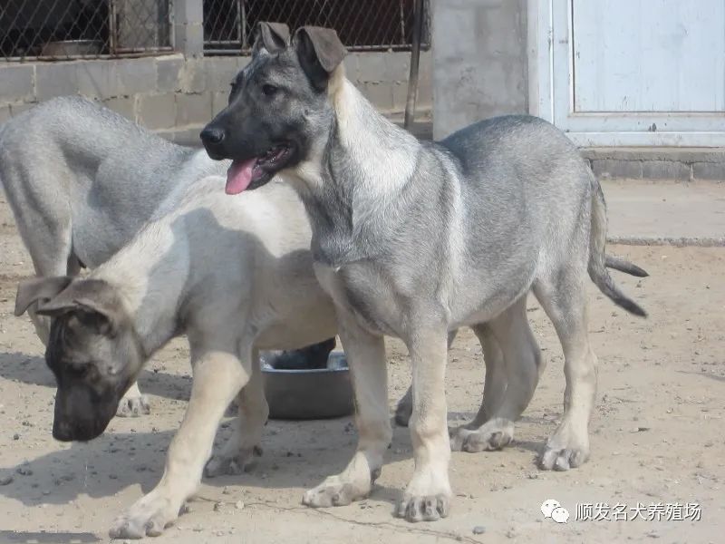 拉布拉多犬币_拉布拉多犬多钱_拉布拉多宠物犬