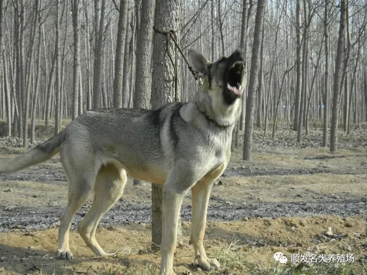 拉布拉多宠物犬_拉布拉多犬币_拉布拉多犬多钱