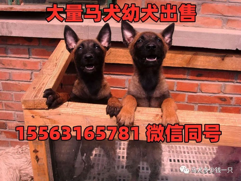 狗拉布拉多犬_名犬拉布拉多_拉布拉多犬多钱