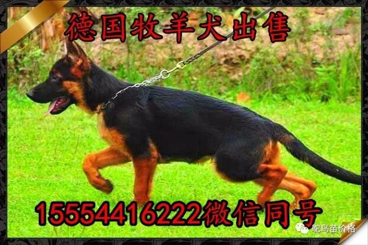 狗拉布拉多犬_名犬拉布拉多_拉布拉多犬多钱