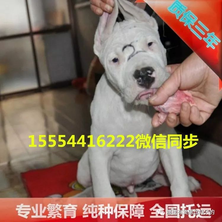 狗拉布拉多犬_拉布拉多犬多钱_名犬拉布拉多