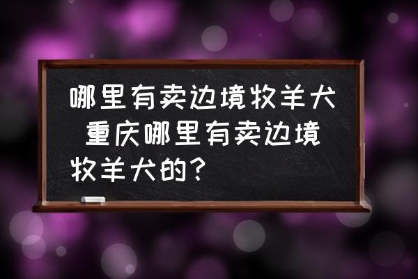 哪里有卖边境牧羊犬 重庆哪里有卖边境牧羊犬的？