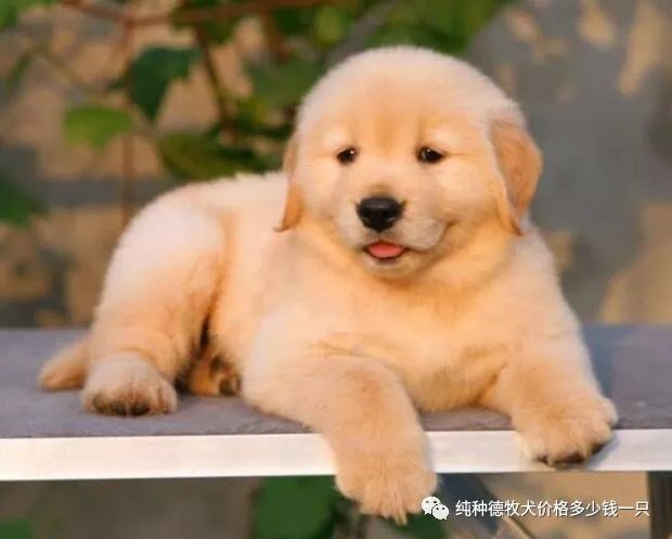 拉布拉多犬多钱_犬舍拉布拉多_名犬拉布拉多