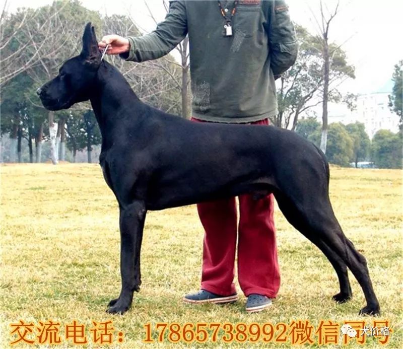 拉布拉多犬币_拉布拉多犬多钱_名犬拉布拉多