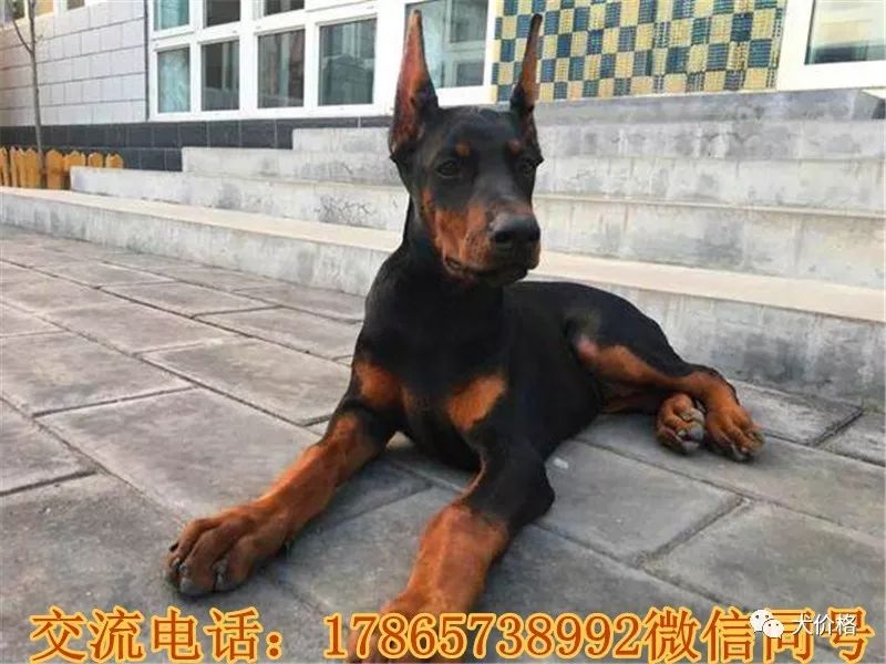 拉布拉多犬多钱_拉布拉多犬币_名犬拉布拉多