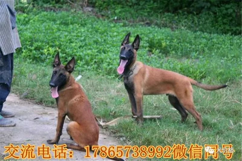 拉布拉多犬币_名犬拉布拉多_拉布拉多犬多钱