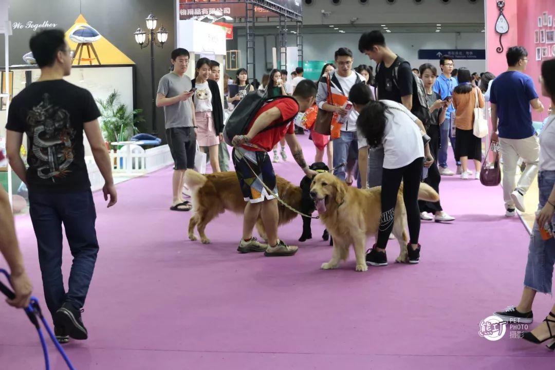 2016深圳最大宠物市场_深圳 宠物市场_深圳宠物市场地址哪里啊