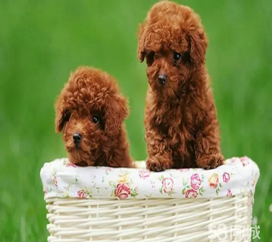 茶杯贵宾犬图片_贵宾茶杯犬什么颜色最贵_贵宾茶杯犬成年体重