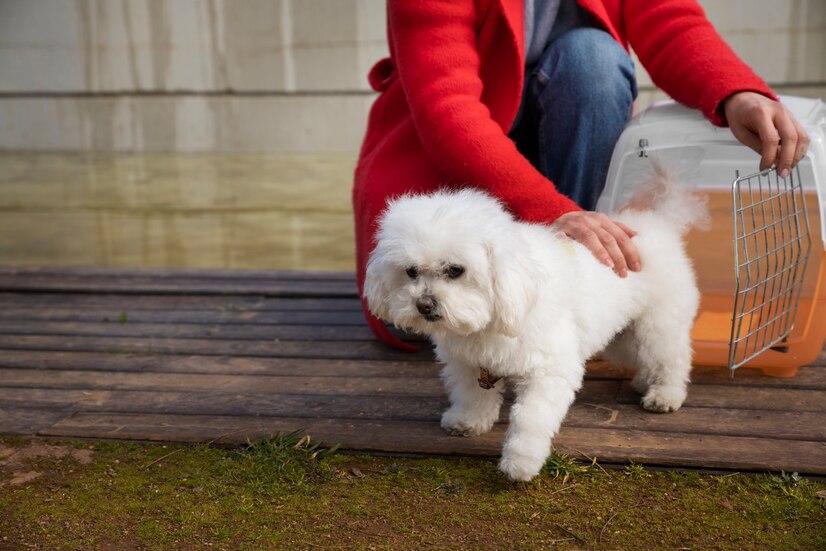 比熊犬多少钱一只_狗比熊_比比熊狗