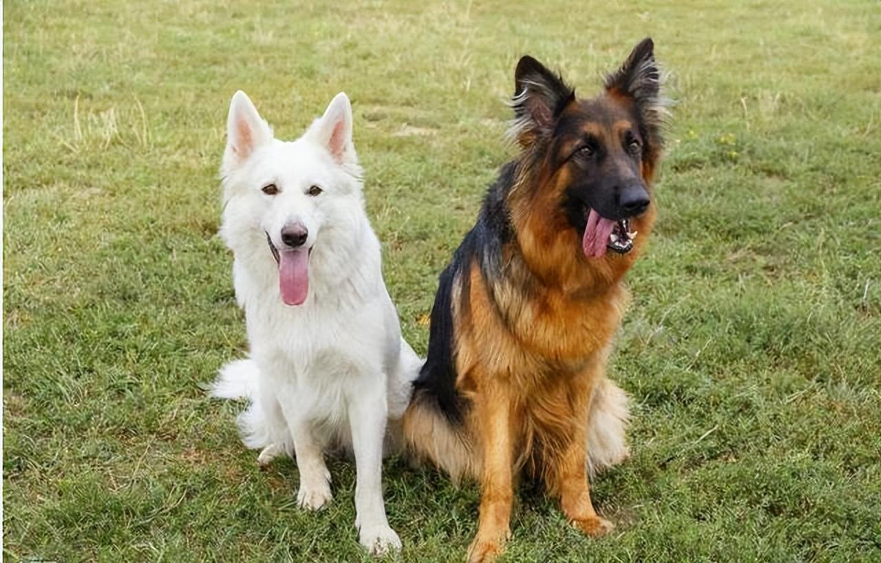 杜宾犬价格多少钱一只_杜宾犬市场价_杜宾狗价钱