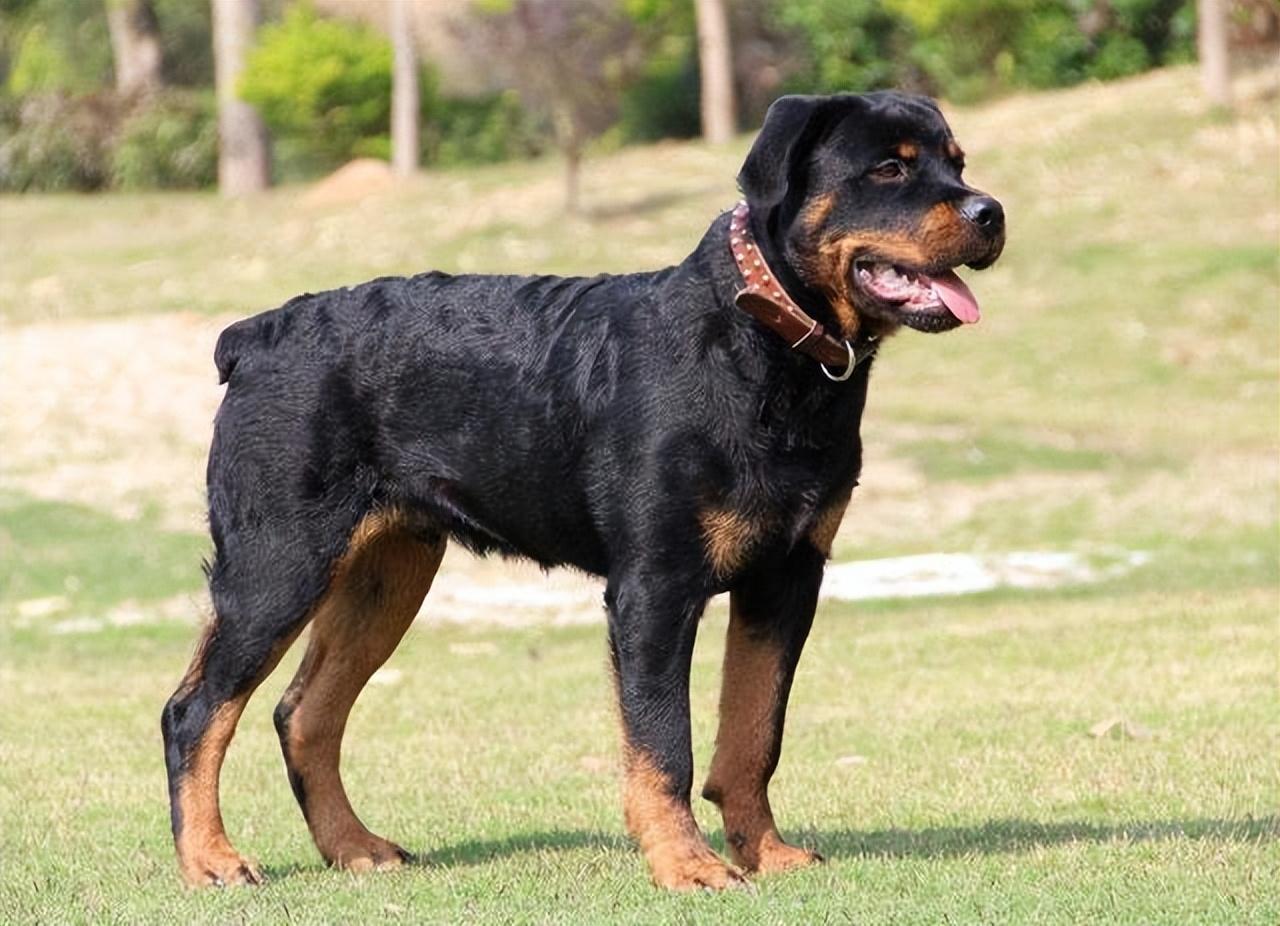 杜宾狗价钱_杜宾犬价格多少钱一只_杜宾犬市场价