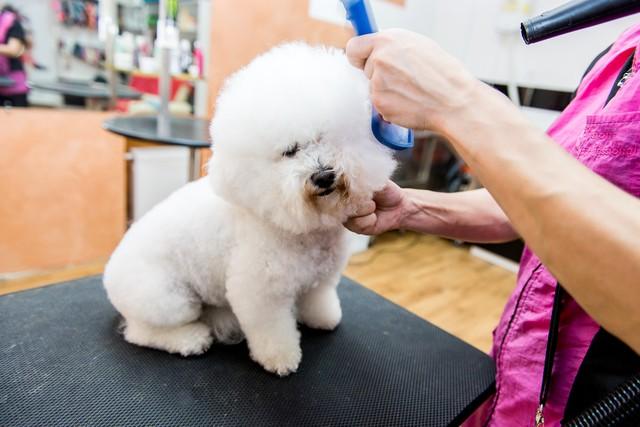 比熊犬多少钱一只_比熊犬比熊_宠物犬比熊