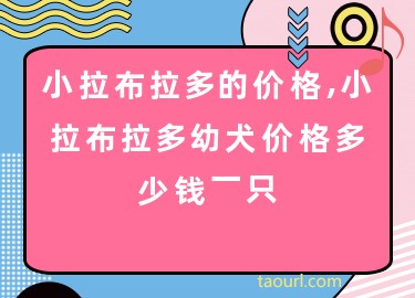 小拉布拉多的价格,小拉布拉多幼犬价格多少钱一只