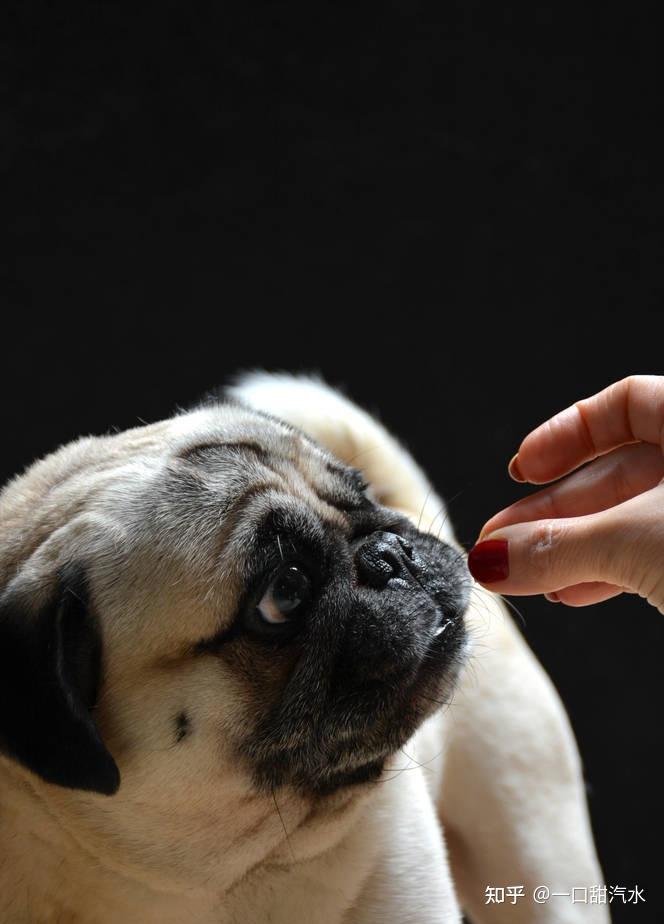 八哥犬多少钱一只_八哥犬多少钱一只_八哥犬多少钱一只