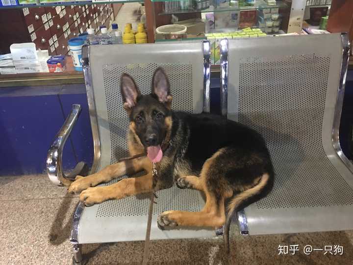 八哥犬多少钱一只_八哥犬多少钱一只_八哥犬多少钱一只