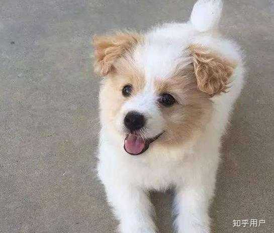 八哥犬多少钱一只_八哥犬多少钱一只_八哥犬多少钱一只